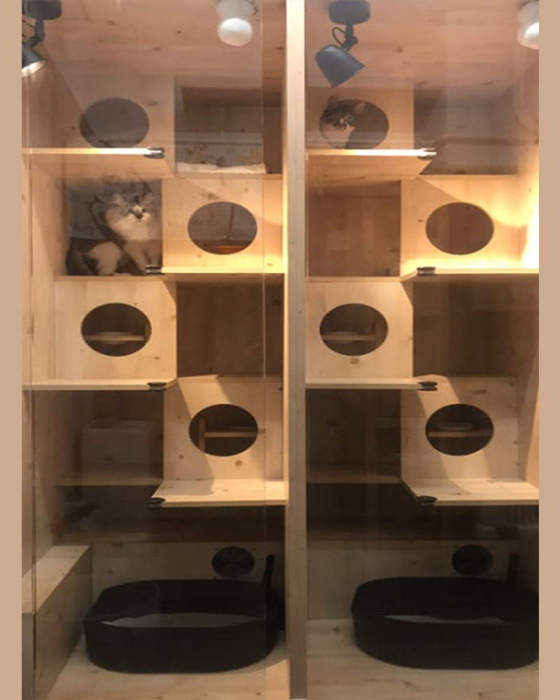 貓旅挑高透天厝