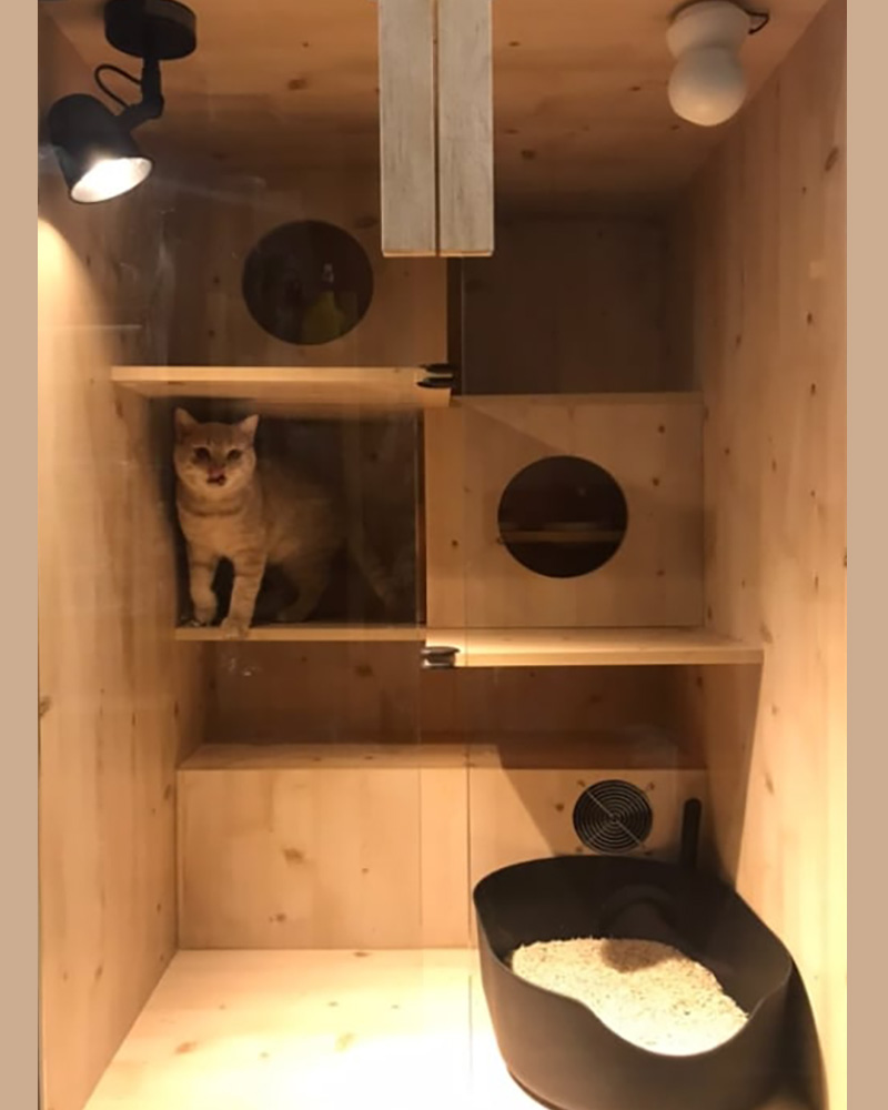 貓旅標準寬平房